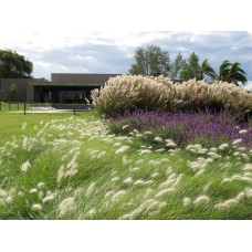 Міскантус цукроквітковий | Miscanthus sacchariflorus | Мискантус сахароцветный