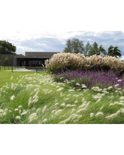 Міскантус цукроквітковий | Miscanthus sacchariflorus | Мискантус сахароцветный