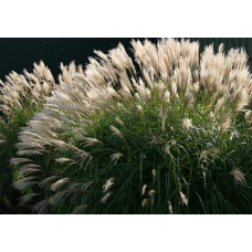 Міскантус цукроквітковий | Miscanthus sacchariflorus | Мискантус сахароцветный