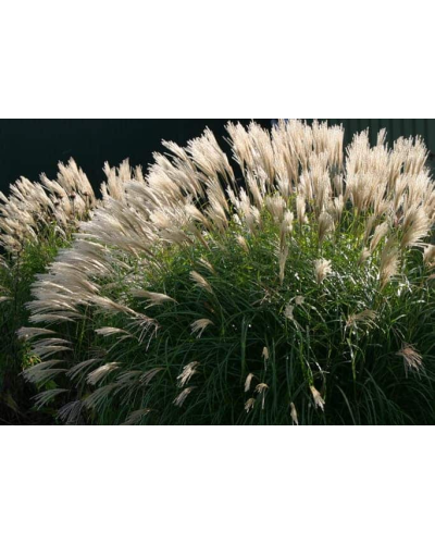 Міскантус цукроквітковий | Miscanthus sacchariflorus | Мискантус сахароцветный