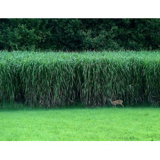 Міскантус цукроквітковий | Miscanthus sacchariflorus | Мискантус сахароцветный