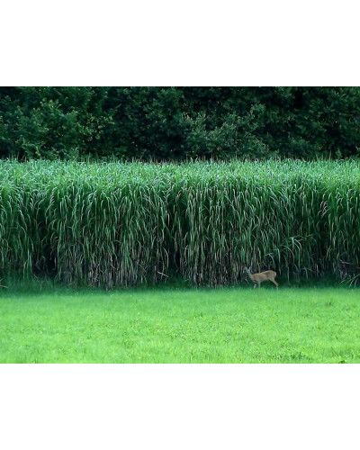 Міскантус цукроквітковий | Miscanthus sacchariflorus | Мискантус сахароцветный