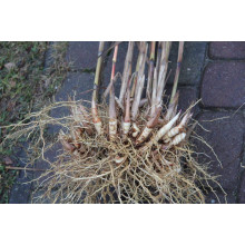 Міскантус цукроквітковий | Miscanthus sacchariflorus | Мискантус сахароцветный