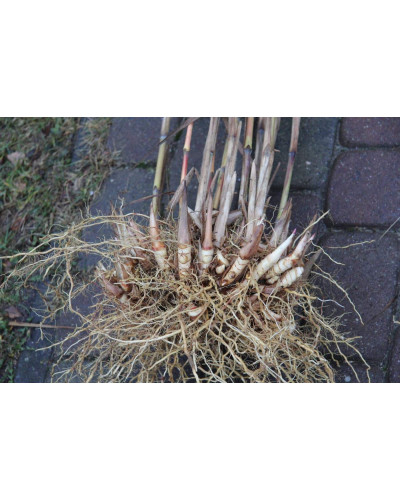 Міскантус цукроквітковий | Miscanthus sacchariflorus | Мискантус сахароцветный