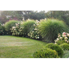 Міскантус цукроквітковий | Miscanthus sacchariflorus | Мискантус сахароцветный