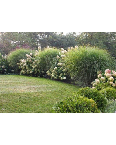 Міскантус цукроквітковий | Miscanthus sacchariflorus | Мискантус сахароцветный
