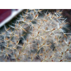Міскантус цукроквітковий | Miscanthus sacchariflorus | Мискантус сахароцветный