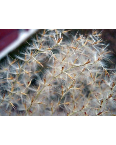 Міскантус цукроквітковий | Miscanthus sacchariflorus | Мискантус сахароцветный