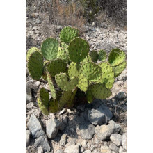 Опунція атріспіна/Кактус морозостійкий/Тещин язик | Opuntia atrispina | Опунция атриспина/Кактус морозостойкий/Тёщин язык