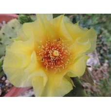 Опунція атріспіна/Кактус морозостійкий/Тещин язик | Opuntia atrispina | Опунция атриспина/Кактус морозостойкий/Тёщин язык