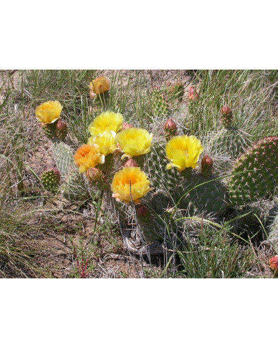 Опунція атріспіна/Кактус морозостійкий/Тещин язик | Opuntia atrispina | Опунция атриспина/Кактус морозостойкий/Тёщин язык