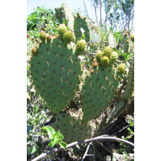 Опунція атріспіна/Кактус морозостійкий/Тещин язик | Opuntia atrispina | Опунция атриспина/Кактус морозостойкий/Тёщин язык