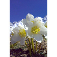 Морозник чорний | Морозник чёрний | Helleborus black