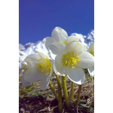 Морозник чорний | Морозник чёрний | Helleborus black