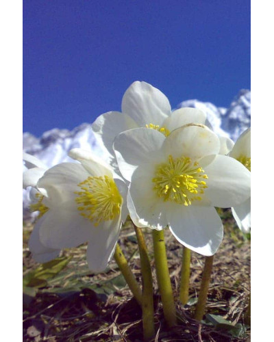 Морозник чорний | Морозник чёрний | Helleborus black