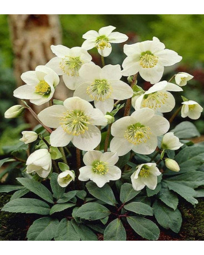 Морозник чорний | Морозник чёрний | Helleborus black