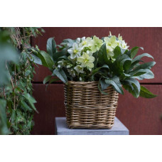 Морозник чорний | Морозник чёрний | Helleborus black