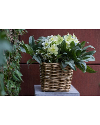 Морозник чорний | Морозник чёрний | Helleborus black