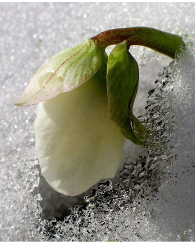 Морозник чорний | Морозник чёрний | Helleborus black