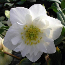 Морозник чорний | Морозник чёрний | Helleborus black