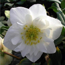Морозник чорний | Морозник чёрний | Helleborus black