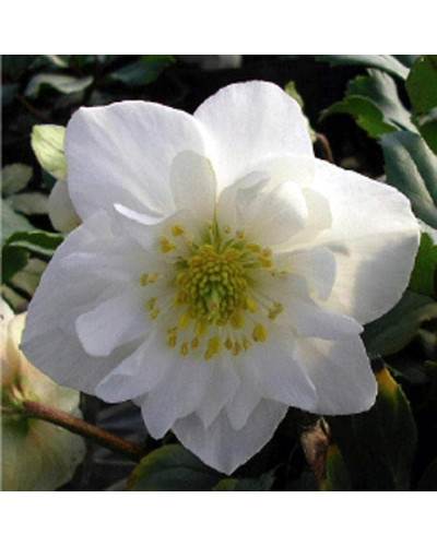 Морозник чорний | Морозник чёрний | Helleborus black