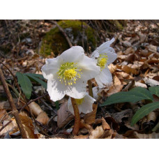 Морозник чорний | Морозник чёрний | Helleborus black