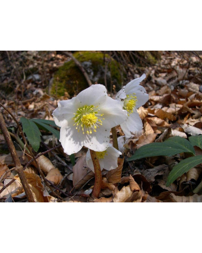 Морозник чорний | Морозник чёрний | Helleborus black