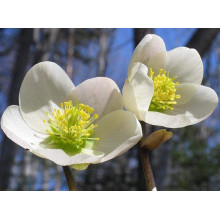 Морозник чорний | Морозник чёрний | Helleborus black