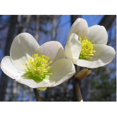 Морозник чорний | Морозник чёрний | Helleborus black