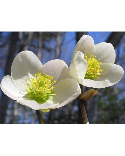 Морозник чорний | Морозник чёрний | Helleborus black