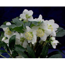 Морозник чорний | Морозник чёрний | Helleborus black