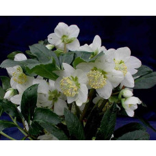 Морозник чорний | Морозник чёрний | Helleborus black