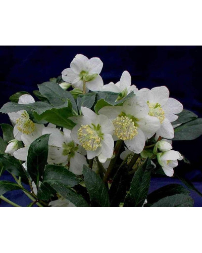 Морозник чорний | Морозник чёрний | Helleborus black
