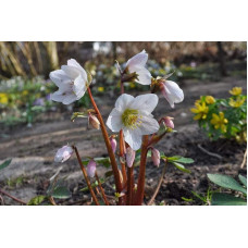 Морозник чорний | Морозник чёрний | Helleborus black