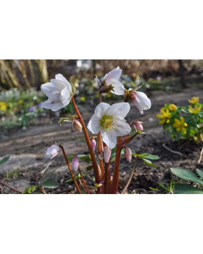 Морозник чорний | Морозник чёрний | Helleborus black