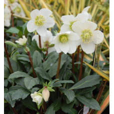 Морозник чорний | Морозник чёрний | Helleborus black