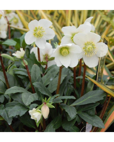 Морозник чорний | Морозник чёрний | Helleborus black