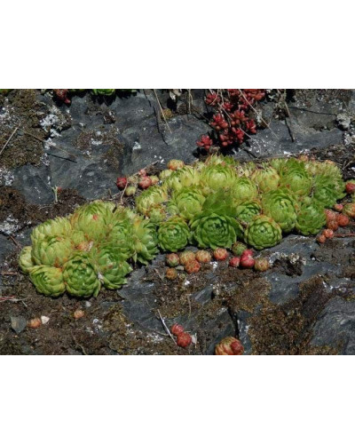 Молодило шароносне | Jovibarba globifera | Молодило шароносное