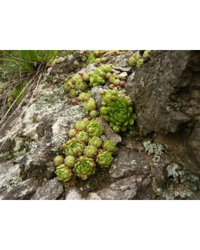 Молодило шароносне | Jovibarba globifera | Молодило шароносное