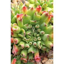 Молодило покрівельне Оддіті | Sempervivum tectorum Oddity | Молодило кровельное Оддити