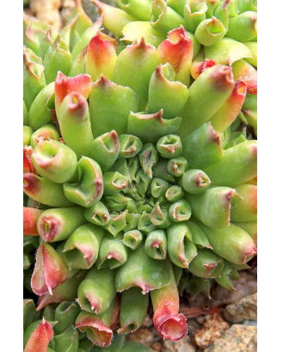 Молодило покрівельне Оддіті | Sempervivum tectorum Oddity | Молодило кровельное Оддити