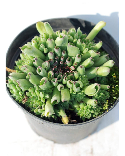 Молодило покрівельне Оддіті | Sempervivum tectorum Oddity | Молодило кровельное Оддити