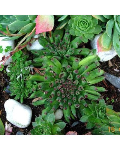 Молодило покрівельне Оддіті | Sempervivum tectorum Oddity | Молодило кровельное Оддити
