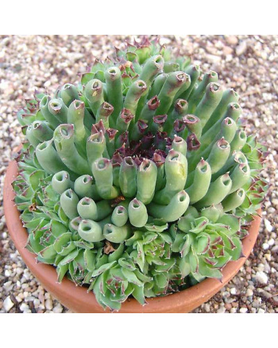 Молодило покрівельне Оддіті | Sempervivum tectorum Oddity | Молодило кровельное Оддити