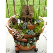 Молодило покрівельне Оддіті | Sempervivum tectorum Oddity | Молодило кровельное Оддити