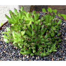 Молодило покрівельне Оддіті | Sempervivum tectorum Oddity | Молодило кровельное Оддити