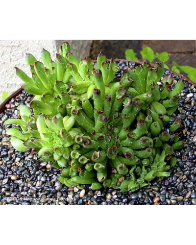 Молодило покрівельне Оддіті | Sempervivum tectorum Oddity | Молодило кровельное Оддити