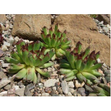 Молодило покрівельне Оддіті | Sempervivum tectorum Oddity | Молодило кровельное Оддити