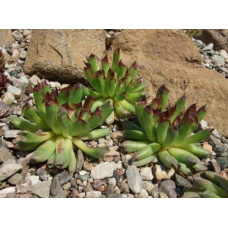 Молодило покрівельне Оддіті | Sempervivum tectorum Oddity | Молодило кровельное Оддити